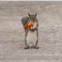Special For You, Squirrel With Flower Pin