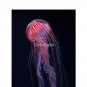 Strawberry Jelly - Red Striped Pink Jellyfish Pin