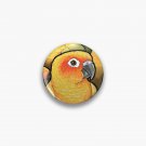 Sun Conures Pin