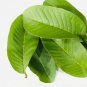 50 PCS Dry Guava Leaves 100% Pure Organic Well Cleaned & Sun Dried Free Shipping