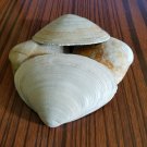 Lot of 4 Natural Clam Shell, Approx. 5"+ Seashell from Atlantic Ocean