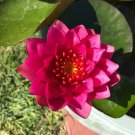 (Red) Hardy Water Lily Rhizome (Tuber) (Red) Hardy Water Lily Rhizome (Tuber)