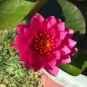 (Red) Hardy Water Lily Rhizome (Tuber)