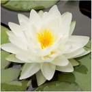 (WHITE) Hardy Water Lily Rhizome (Tuber) (WHITE) Hardy Water Lily Rhizome (Tuber)
