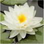 (WHITE) Hardy Water Lily Rhizome (Tuber)