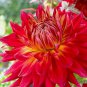 Dahlia  Manhattan Island Decorative Tuber Bulb -1 Root Clump