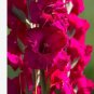 (3) Pink Fidelio Gladiolus Bulbs