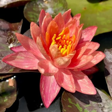 (ORANGE Hardy Water Lily Rhizome (Tuber)