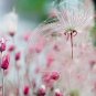 USA SELLER 20 Prairie Smoke Seeds
