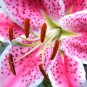 (1 + Random Caladium Bulb) Stargazer Oriental Lily Bulb