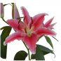 (1 + Random Caladium Bulb) Stargazer Oriental Lily Bulb