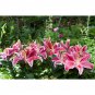(1 + Random Caladium Bulb) Stargazer Oriental Lily Bulb