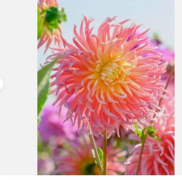 Alfred Grille Cactus Dahlia - 1 root Tuber