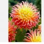 Alfred Grille Cactus Dahlia - 1 root Tuber