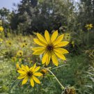JERUSALEM ARTICHOKE Sunchoke Helianthus Flower Root Vegetable 20 Seeds JERUSALEM ARTICHOKE Sunchoke Helianthus Flower Root Vegetable 20 Seeds