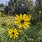 JERUSALEM ARTICHOKE Sunchoke Helianthus Flower Root Vegetable 20 Seeds