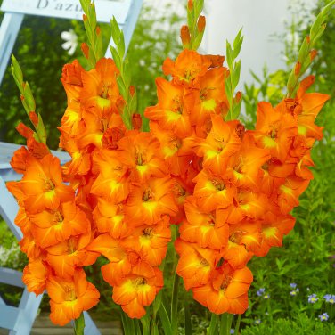 4- Gladiolus Peter Pear Orange Yellow Mixed Flower Bulbs