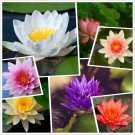 (30) Aquatic Lotus Hardy Water Lily Flower (Mixed Colors) --- SEEDS (30) Aquatic Lotus Hardy Water Lily Flower (Mixed Colors) --- SEEDS