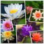(30) Aquatic Lotus Hardy Water Lily Flower (Mixed Colors) --- SEEDS