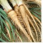 Salsify (Tragopogon porrifolius) 75 + seeds