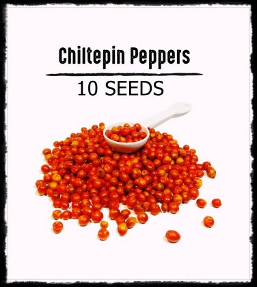 CHILE PEQUIN,BIRD EYE HOT PEPPER SEEDS. (10 SEEDS)
