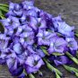 (4) Gladiolus Nori Bulbs - Xplosionseeds