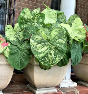 1ct The Frog in the Blender BIG LEAF Caladium Limited Rare (Jumbo) Bulb