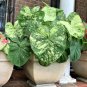 1ct The Frog in the Blender BIG LEAF Caladium Limited Rare (Jumbo) Bulb