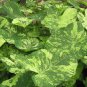 1ct The Frog in the Blender BIG LEAF Caladium Limited Rare (Jumbo) Bulb