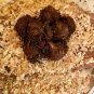 1ct The Frog in the Blender BIG LEAF Caladium Limited Rare (Jumbo) Bulb