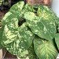 1ct The Frog in the Blender BIG LEAF Caladium Limited Rare (Jumbo) Bulb