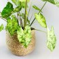 1ct The Frog in the Blender BIG LEAF Caladium Limited Rare (Jumbo) Bulb