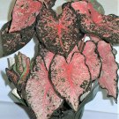 2ct Caladium Pink Beauty Bulbs 2ct Caladium Pink Beauty Bulbs
