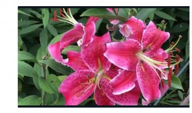 (1)  Stargazer Oriental Lily Bulb
