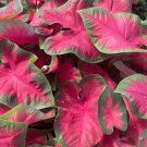Caladium 'Cherry Tart' Size #2 You get 2 bulbs Caladium 'Cherry Tart' Size #2 You get 2 bulbs