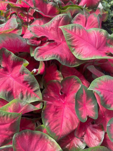 Caladium 'Cherry Tart' Size #2 You get 2 bulbs