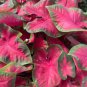 Caladium 'Cherry Tart' Size #2 You get 2 bulbs