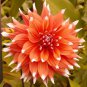 1 pcs-Dahlia COLOR SPECTACLE Orange White Tips Bulb Tuber Clump