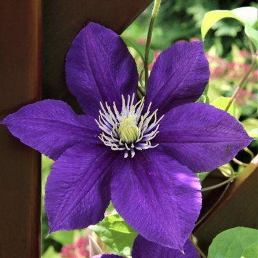 Clematis Jackmani  5 Seeds
