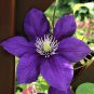 Clematis Jackmani  5 Seeds