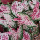 2ct. Caladium Peppermint Bulbs 2023- Xplosionseeds 2ct. Caladium Peppermint Bulbs 2023- Xplosionseeds