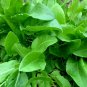 (Xplosionseeds  )LARGE LEAF SORREL SEEDS  400+ Perennial