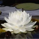 10 WHITE WATER LILY Pad Nymphaea Pond Seeds 10 WHITE WATER LILY Pad Nymphaea Pond Seeds