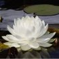 10 WHITE WATER LILY Pad Nymphaea Pond Seeds