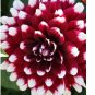 1 Dinner Plate Dahlia Duet Tuber Bulb