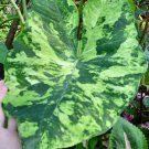 2ct Caladium The Frog in the Blender BIG LEAF (#2 SMALL) Bulbs 2ct Caladium The Frog in the Blender BIG LEAF (#2 SMALL) Bulbs