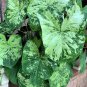 2ct Caladium The Frog in the Blender BIG LEAF (#2 SMALL) Bulbs