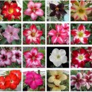 Desert Rose  Adenium Obesum  (15 -SEEDS )- Tracking From Ga USA