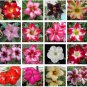 Desert Rose  Adenium Obesum  (15 -SEEDS )- Tracking From Ga USA