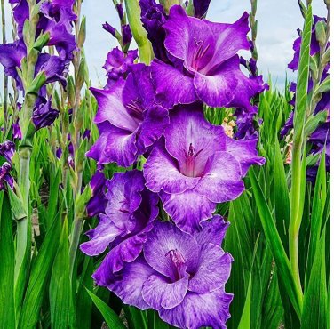 (3) Gladiolus Cookie Purple Gladiolus Bulbs